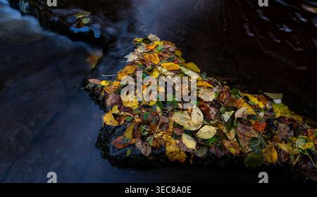 Colorate foglie autunnali cadute ammassate su un masso umido scuro circondato da acqua setosa che scorre in un torrente roccioso Foto Stock