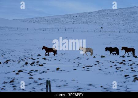 Cavalli che camminano attraverso il paesaggio invernale innevato sotto un allevamento di montagne innevate in fila Foto Stock