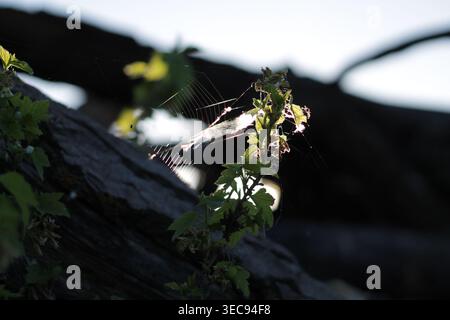 Spider's Web su Un Wild Currant Foto Stock