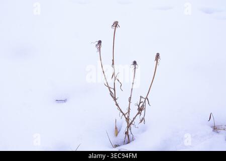 I resti di giallo salatificano in inverno Foto Stock