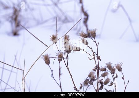 Canada Thistle Seed Heads in inverno Foto Stock
