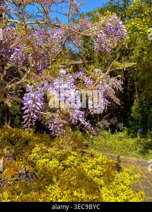 Una Wisteria Cinese (Wisteria sinensis) in piena fioritura che mostra splendidi fiori viola in una giornata primaverile al Royal Botanic Garden di Kew, Londra Foto Stock