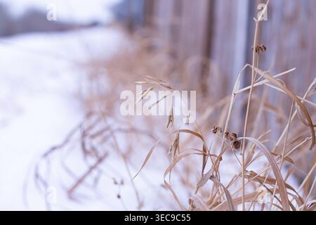 Bromegrass secca e marrone e Alfalfa nella neve Foto Stock