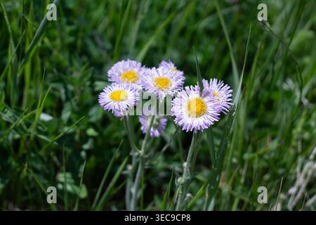 Fiori selvatici della montagna leggermente viola, splendida Fleabane Foto Stock
