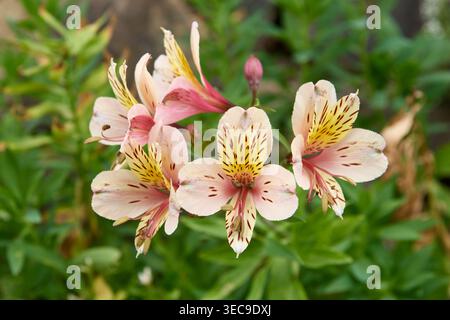 fiori di alstroemeria rosa pallido con strisce di colore marrone su petali sullo sfondo del giardino, messa a fuoco morbida con spazio copia, regalo floreale e giardino botanico Foto Stock