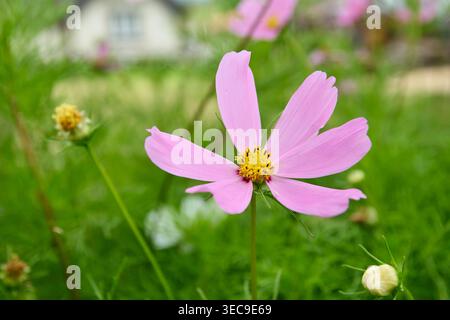 fiore cosmo rosa con centro giallo sullo sfondo del giardino del cottage, vista laterale ravvicinata con messa a fuoco morbida e spazio copia Foto Stock
