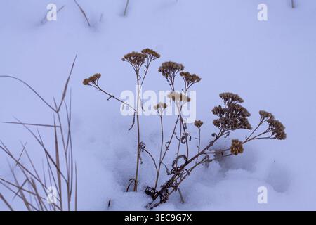 I fiori secchi della freccia dell'anno scorso nella neve Foto Stock