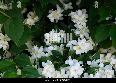 Il bellissimo Sweet Mock Orange Foto Stock