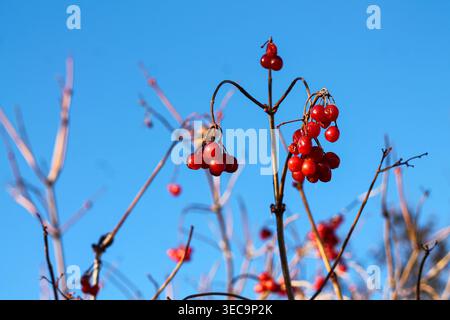 Frutti rossi di Un mirtillo rosso di Highbush in inverno Foto Stock