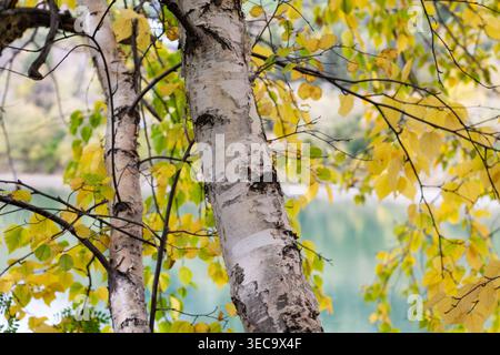 Falltime Paper Birch Trees nella River Valley Foto Stock