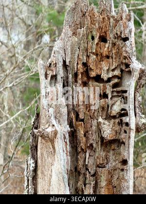 Quercia danneggiata dagli insetti su Cape Cod Foto Stock