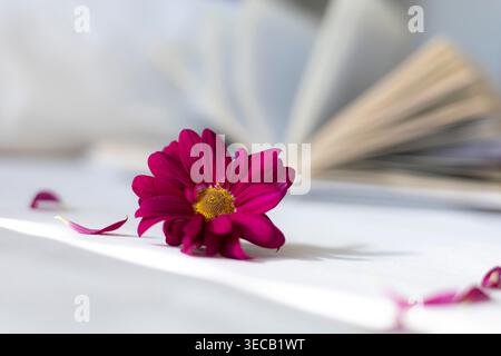 Fiore rosa su libro aperto su tavola, morbida composizione di natura morta, atmosfera romantica, concetto di lettura, estetica primaverile. Foto Stock