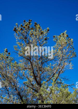 Piñon coni, Yant Flat, Hurricane, Utah. Foto Stock