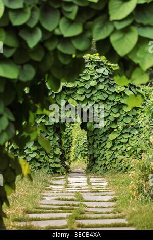 Tunnel della foglia naturale con sentiero in pietra Foto Stock