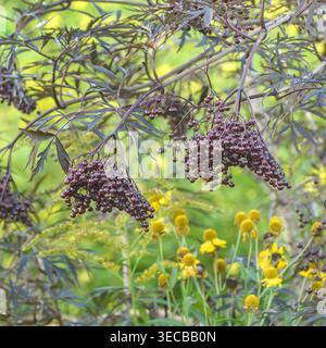 Sambuco nero europeo, sambuco, sambuco comune (Sambucus nigra 'pizzo nero', Sambucus nigra pizzo nero), ramoscello con bacche di cultivar pizzo nero, G. Foto Stock