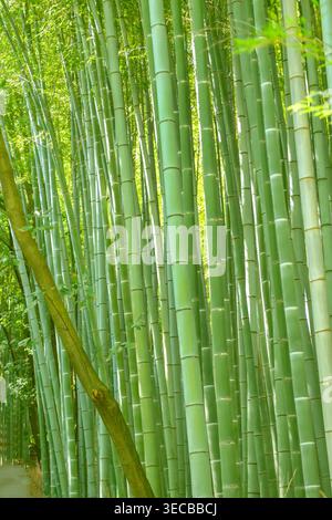 Moso bambù, bambù con guscio di tartaruga, Mao zhu (Phyllostachys edulis, Phyllostachys pubescens, Bambusa edulis, Bambusa heterocycla), steli, Giappone Foto Stock