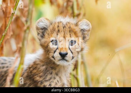 cheetah (Acinonyx jubatus), cucciolo di ghepardo, ritratto Foto Stock