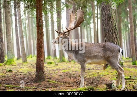 Cervo a riposo (Dama dama, Cervus dama), hart in una foresta, Germania, Baviera Foto Stock