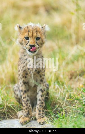 cheetah (Acinonyx jubatus), cucciolo di ghepardo si siede in un prato e lecca la sua museruola Foto Stock