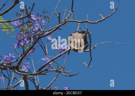 Albero di Jacaranda (Jacaranda mimosifolia) fiori e cialda di semi rotondi, Parco naturale Cabo de Gata-Nijar, Almeria, Spagna, maggio. Foto Stock