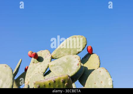 Cactus di fichi d'India con frutta rossa contro il cielo azzurro Foto Stock