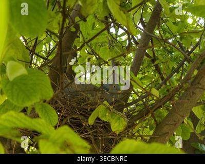 Comune piccione di legno (palumbo di Columba) seduto sul suo semplice nido di bastone nascosto tra fitte foglie verdi in un albero da giardino durante la primavera. Foto Stock