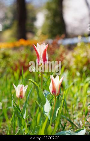 Bellissimi tulipani rossi e bianchi che fioriscono in un giardino di primavera soleggiato Foto Stock