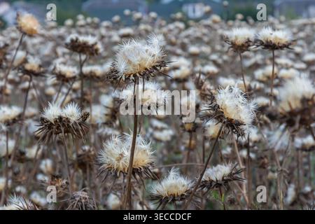 Testa di semi di cardo da latte - nome latino - Silybum marianum. Foto Stock