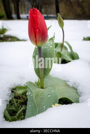 Il tulipano rosso emerge dal terreno innevato. Le foglie verdi sbirciano attraverso la copertura bianca della neve. Piccole goccioline si aggrappano a petali e steli. La promessa della primavera fiorisce Foto Stock
