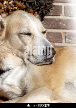 Ritratto ravvicinato di una tranquilla crociata Golden Retriever adulta che riposa con gli occhi chiusi e il viso sulle zampe all'aperto, sotto il sole luminoso. Ideale per un tranquillo sce Foto Stock