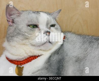 Gatto domestico con pelliccia grigia e bianca e occhi verdi vividi si appoggia pacificamente su un caldo sfondo di legno Foto Stock