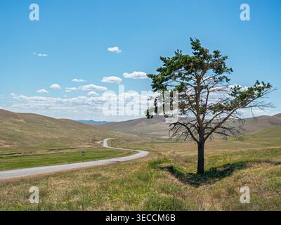 Vista panoramica di un albero solitario accanto a una strada tortuosa in un paesaggio erboso sotto un cielo blu brillante Foto Stock