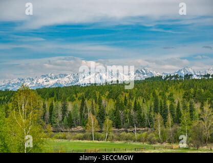 Paesaggio montano con cime innevate che si affacciano su una foresta vibrante e prato alla luce del giorno Foto Stock