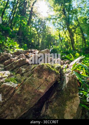 Rocce ricoperte di muschio bagnate dalla calda luce del sole su un lussureggiante terreno verde della foresta circondato da torreggianti alberi Foto Stock