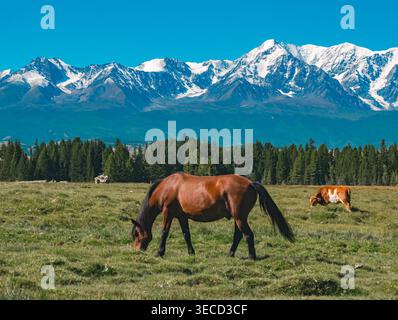 Cavallo bruno che pascolano su un campo verde con montagne altai innevate e alberi sempreverdi sotto un cielo azzurro Foto Stock