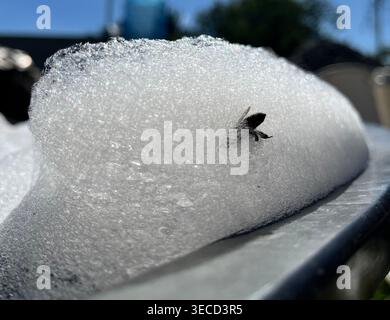 Foto ravvicinata di schiuma di sapone con una mosca intrappolata nelle bolle. Foto macro con texture dettagliata di sapone bianco e luce naturale del sole. Foto Stock
