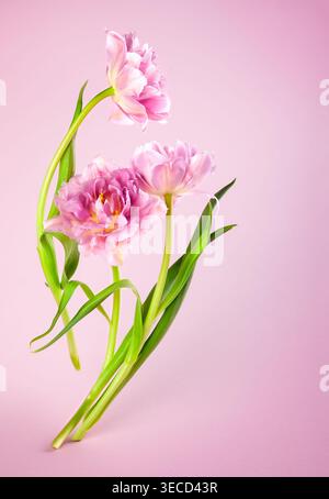 Composizione floreale primaverile. Fiori di tulipani di peonia rosa su sfondo rosa. Concetto di fiori per le vacanze. Foto Stock