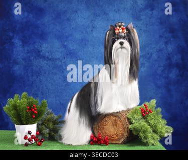 Cane Biewer Terrier dai capelli lunghi, curato con soprabito e in piedi su sfondo blu Foto Stock