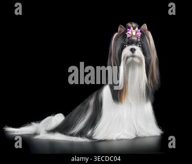 Cane Biewer Terrier dai capelli lunghi curato con soprabito e isolato su sfondo nero Foto Stock