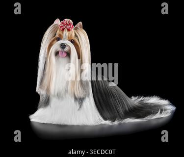 Cane Biewer Terrier dai capelli lunghi curato con soprabito e isolato su sfondo nero Foto Stock