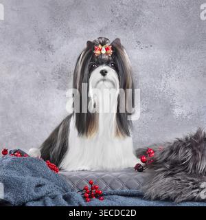 Cane Biewer Terrier dai capelli lunghi, curato con soprabito e seduto su sfondo grigio Foto Stock