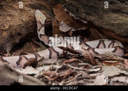 Un Copperhead orientale, Agkistrodon contortrix, un serpente velenoso in cattività in Costa Rica. Originario degli Stati Uniti orientali. Foto Stock