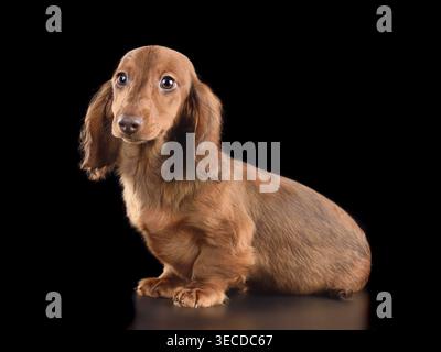 Simpatico cucciolo di dachshund di cioccolato a pelo lungo isolato su sfondo nero Foto Stock