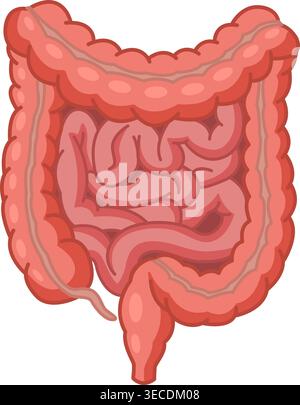Intestino crasso e tenue umano. Anatomia dell'intestino. Illustrazione vettoriale degli organi interni. Concetto di medicina Illustrazione Vettoriale