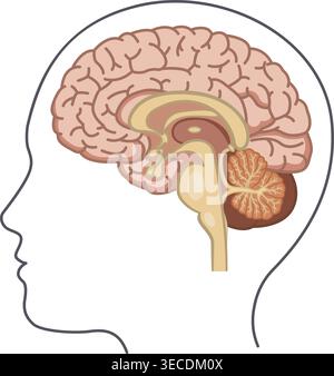 Vista laterale cervello umano. Illustrazione vettoriale del cervello dall'interno. Anatomia umana Illustrazione Vettoriale