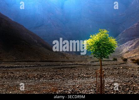 Un verdeggiante alberello verde che cresce sul pavimento dell'aspro Wadi Ghalilah, a Ras al Khaimah, Emirati Arabi Uniti Foto Stock