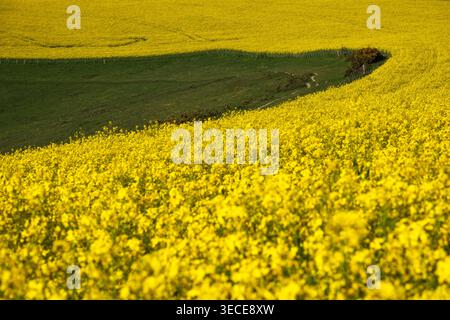 Giallo e verde si combinano nel paesaggio del Sussex Foto Stock