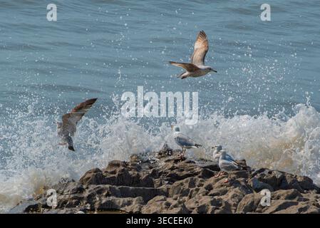 I gabbiani navigano tra onde oceaniche che si infrangono e spruzzi scintillanti su una luminosa costa rocciosa. Foto Stock