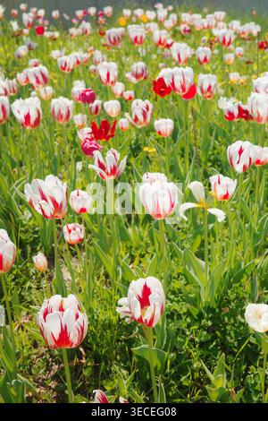 I tulipani trionfali bianchi e rossi in piena primavera fioriscono attraverso un vivace campo di fiori misti, con varietà colorate sotto la luce naturale del sole. Foto Stock