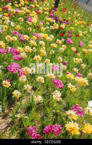 Colorato campo misto di pappagalli e tulipani doppi con varietà magenta, giallo, crema e rosso che fioriscono in file diagonali sotto la luce solare primaverile. Foto Stock
